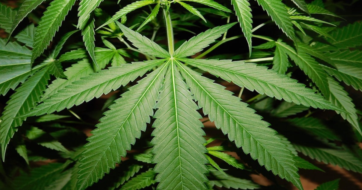 marijuana leaves marijuana leaves