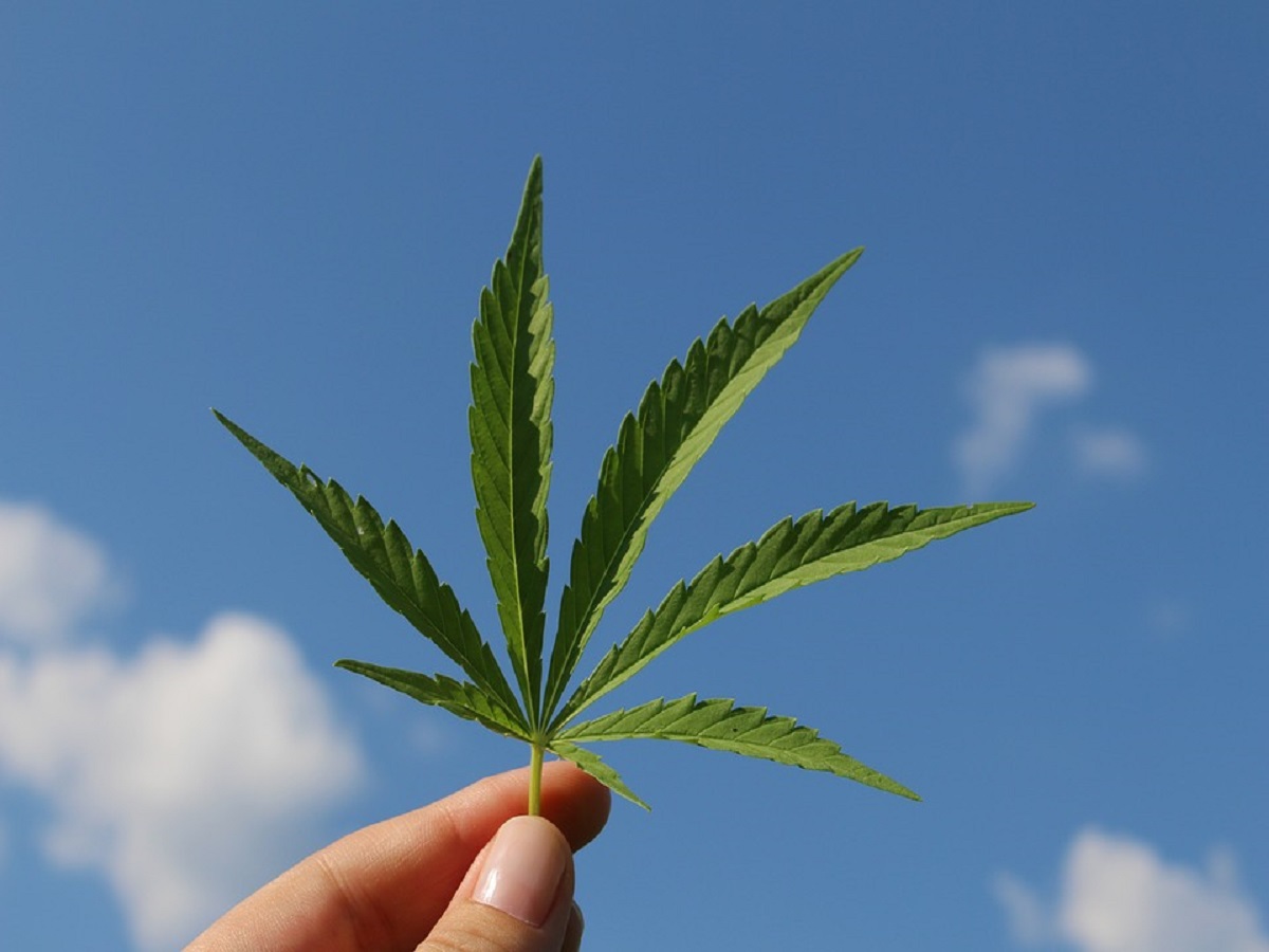 Hemp Leaf Hemp Plant Cannabis Sativa