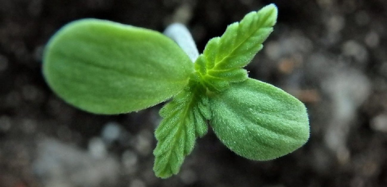 hemp seed clone plant cbd