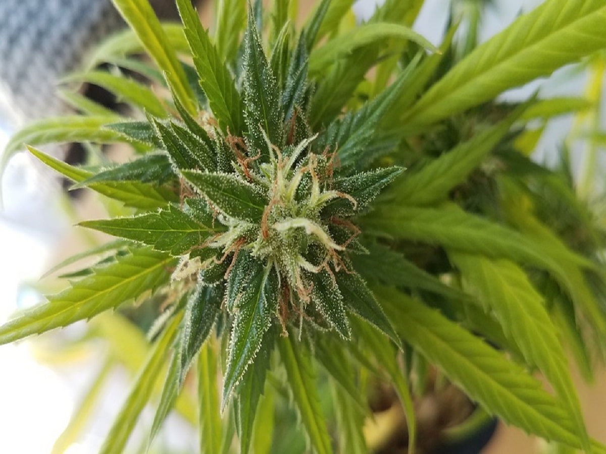 cannabis plant bud flower