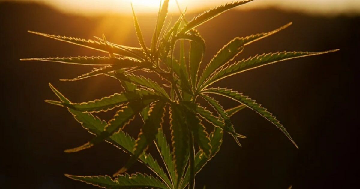 Religious Stigma Could Hinder Cannabis Reform In Sri Lanka