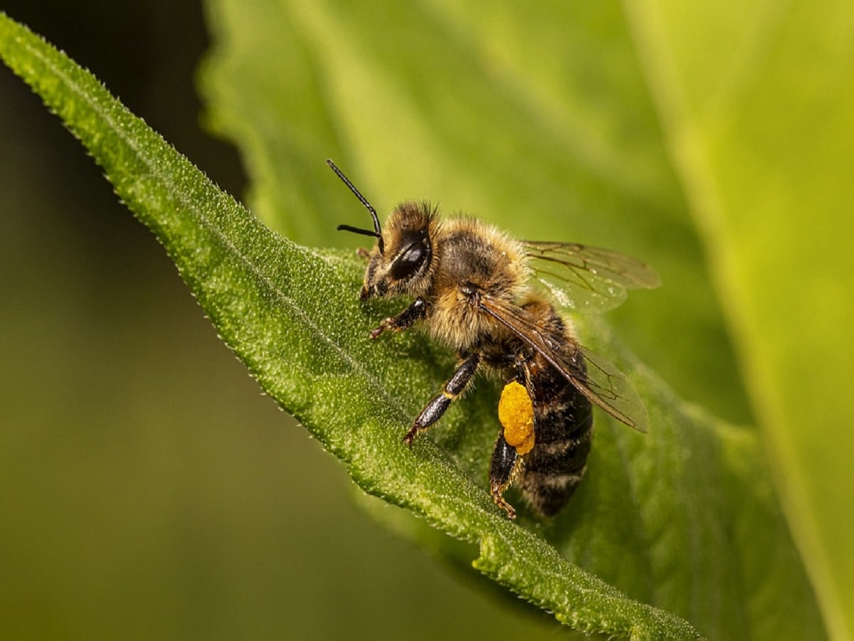 honey bees bee