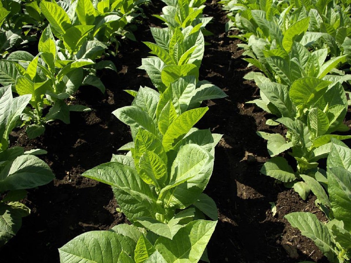 tobacco plants leaf