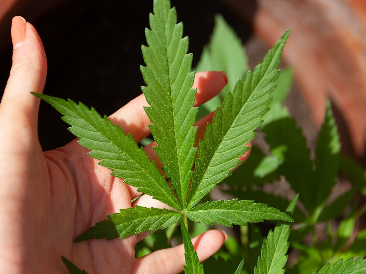 cannabis leaf leaves plant