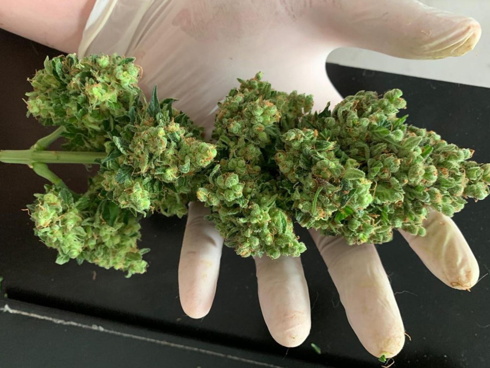 trimmed cannabis bud flower