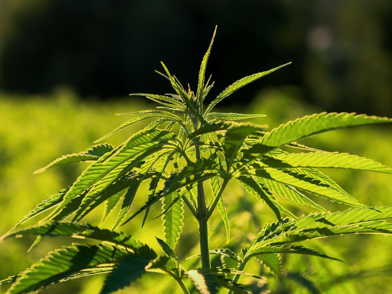 industrial-hemp-plant-field