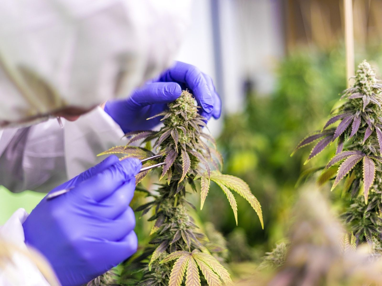 cannabis plants