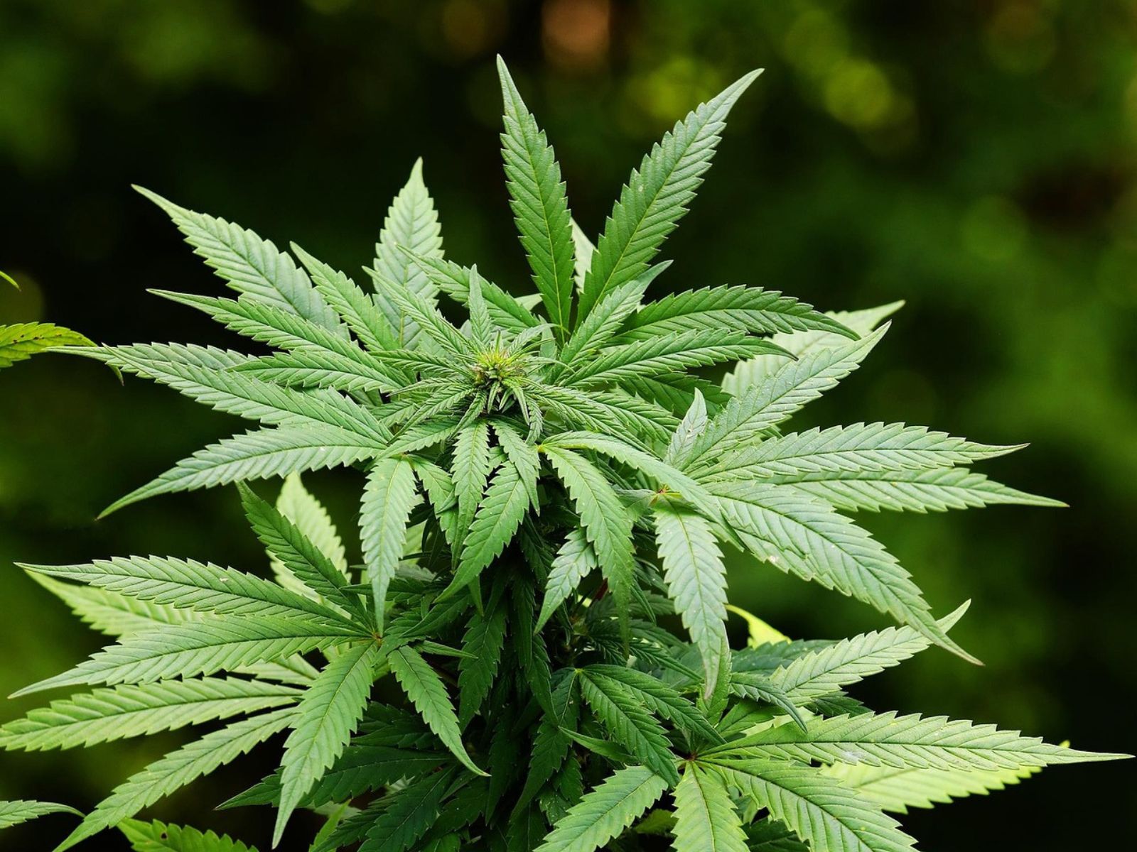 cannabis plant