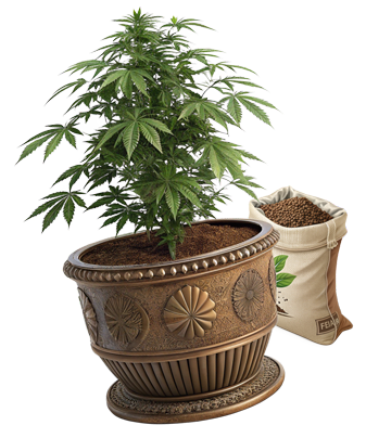 Cannabis plant and sack