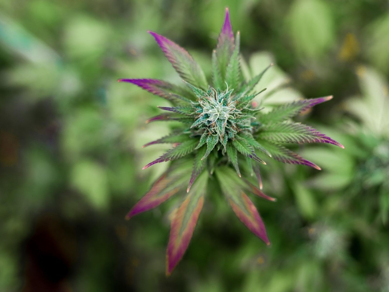 cannabis plant
