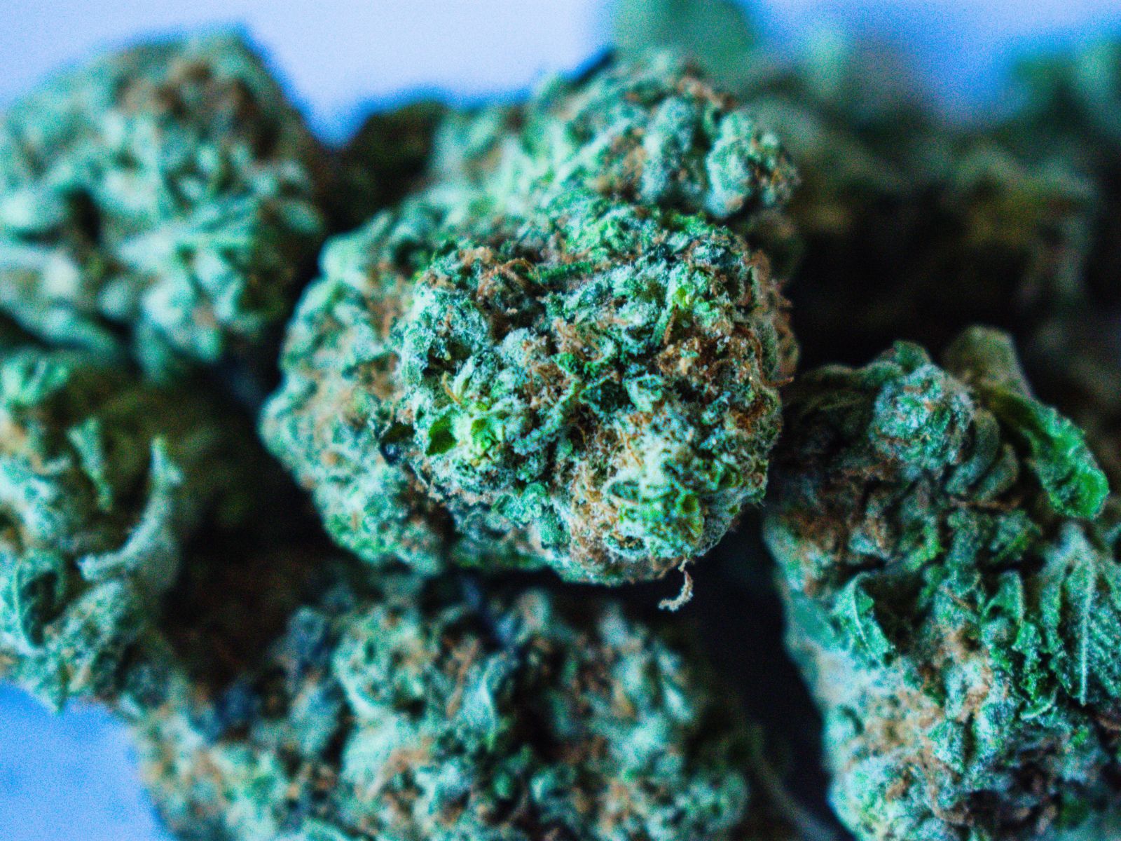 cannabis flower buds
