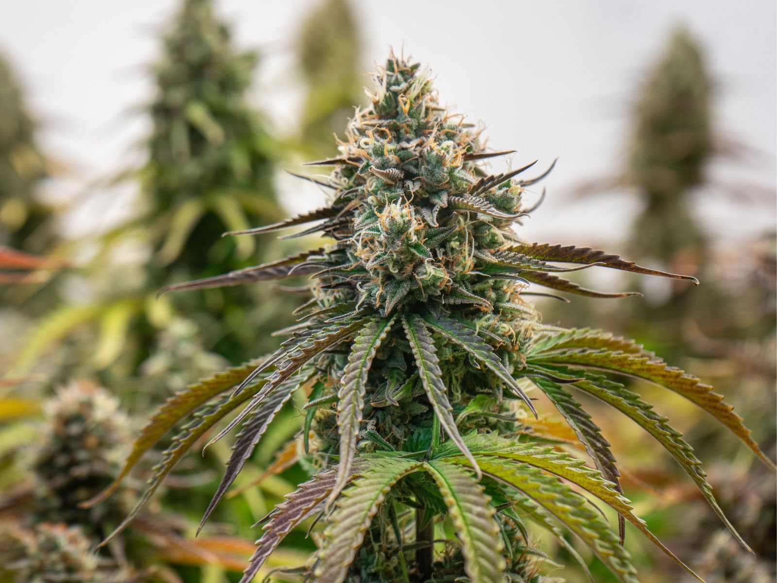 cannabis plant plants