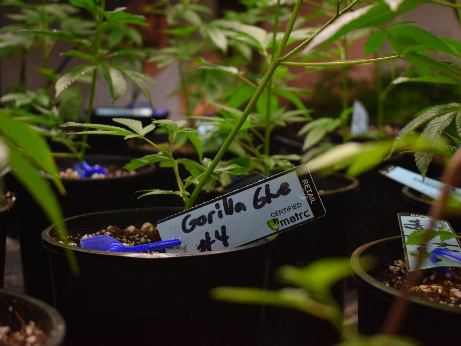 gorilla glue gg4 cannabis plant plants