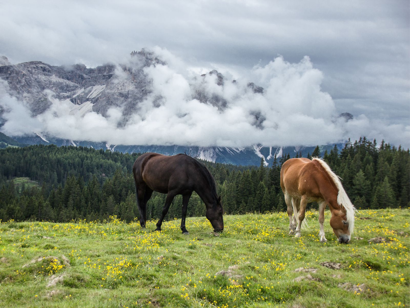 horses