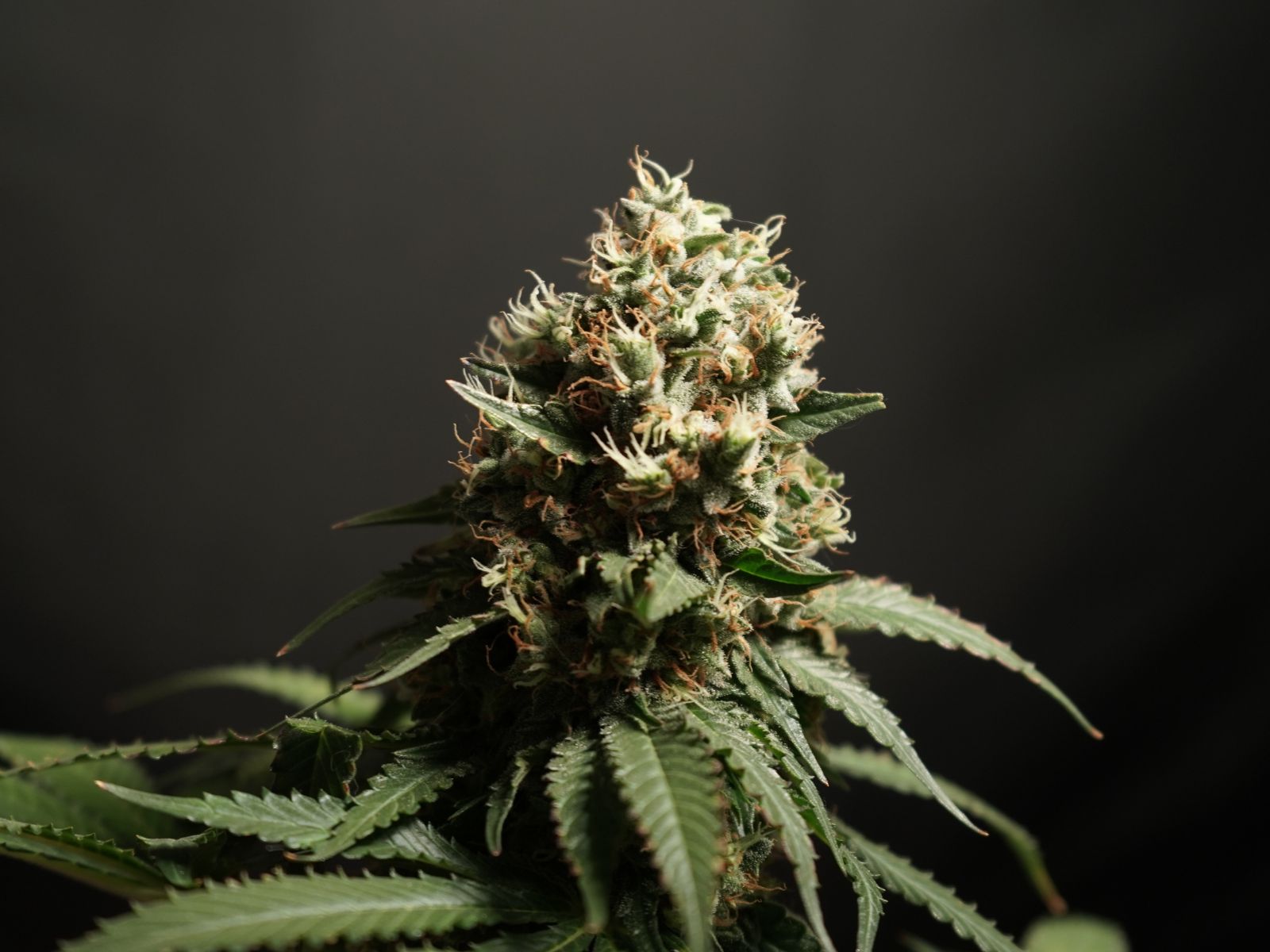 cannabis flower plant bud cola
