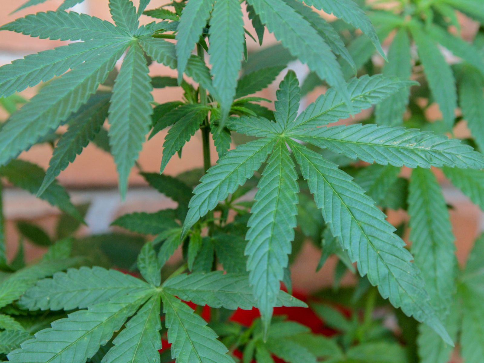 cannabis leaves plant brick wall