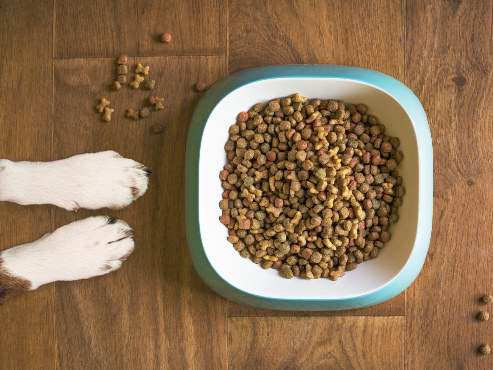 dog paws and food canine