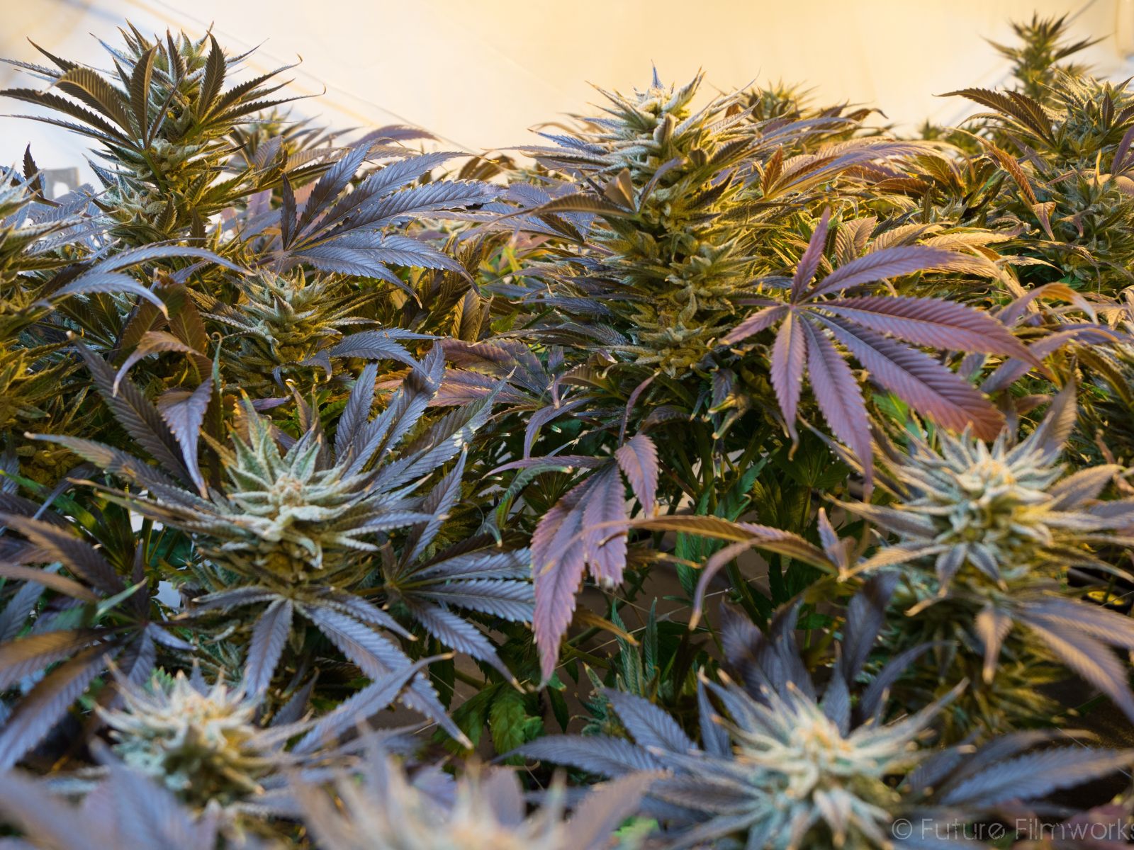 cannabis garden plants