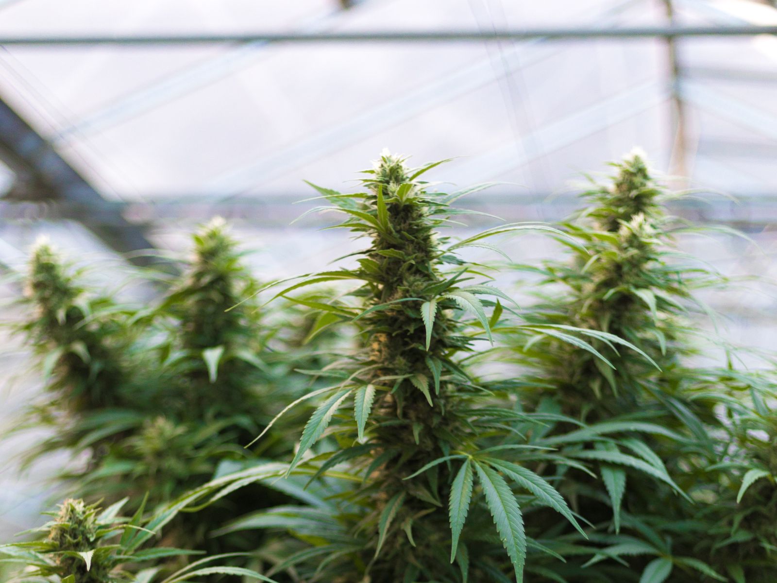 cannabis plants