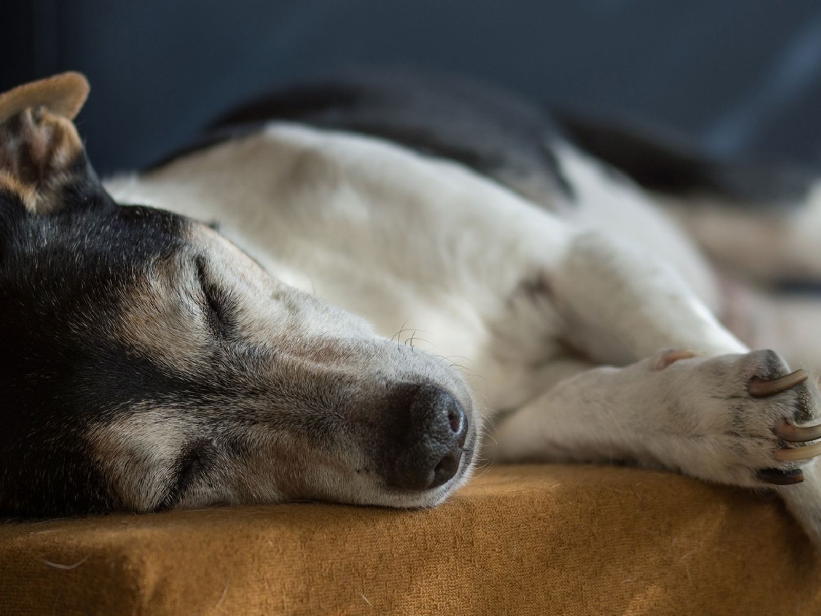 sleeping dog canine