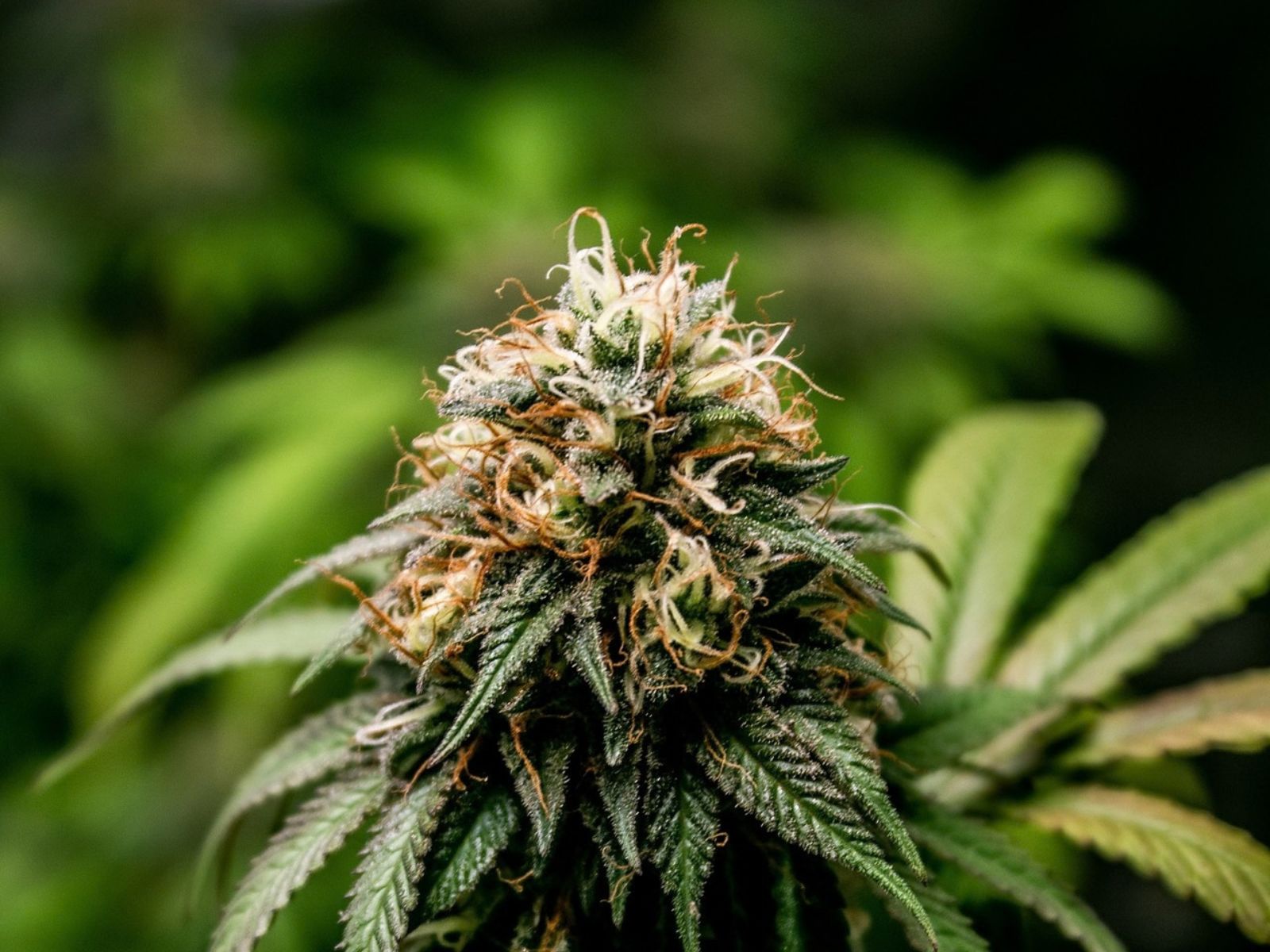 cannabis plant bud cola