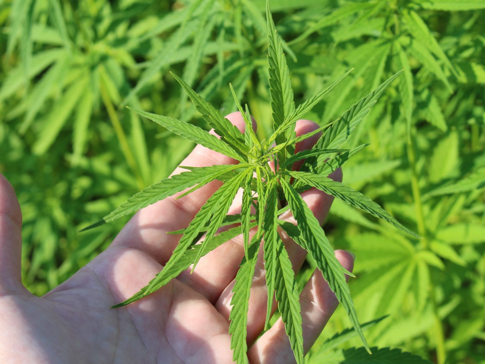 hemp plant field farm plants farmer